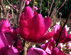 Obraz Magnolia